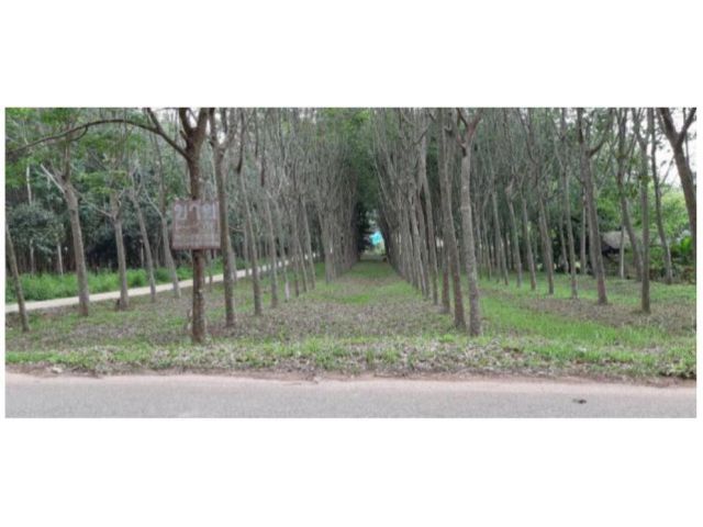 ขายที่ดินพร้อมสวนยาง 4 ไร่