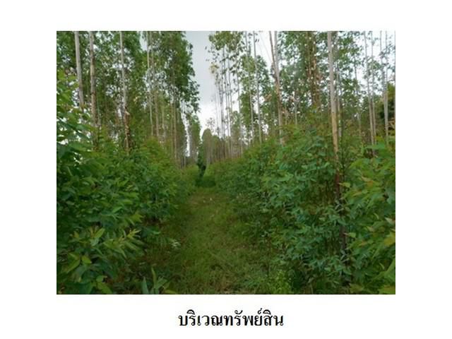 ขายที่ดินว่างเปล่า ตำบล โคกสูง อำเภอ เมืองชัยภูมิ จังหวัด ชัยภูมิ