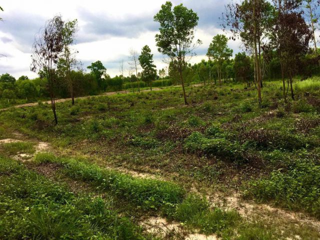 L1431 ขายที่ดิน 6 ไร่ กบินทร์บุรี ปราจีนบุรี