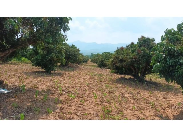 ขายที่ดินสวนลำใย ติดถนน ในนิคมสหกรณ์ อ.พร้าว ซอยวัดป่าแขม เชียงใหม่ เนื้อที่ 16 ไร่ 264 วา ขายวาละ 500 บาท ไร่ 2 แสน