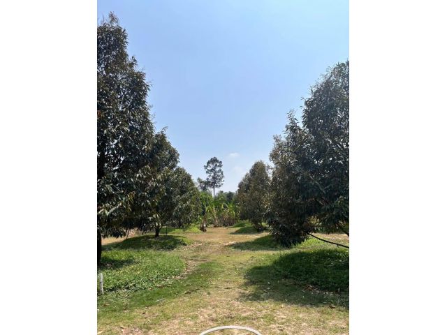 ขายที่ดินสวนทุเรียน เนื้อที่ 2 งาน 70 ตรว. ด้านหน้าติดถนนคอนกรีตรถสวนได้ มีเพื่อนบ้าน ไม่เปลี่ยวครับ