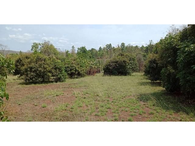 ขายที่ดินลำไย17-3-73ไร่11.7ล. ต.แม่โป่ง ดอยสะเก็ด เชียงใหม่