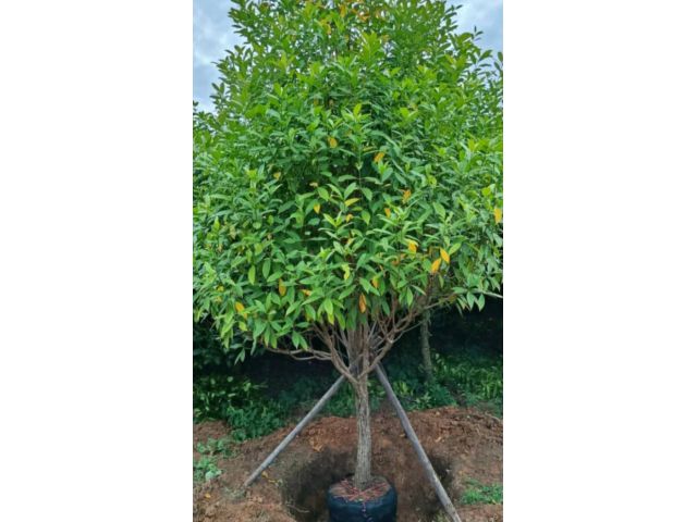 ขายที่ดินใกล้จุดขึ้นกระเช้า2กม.