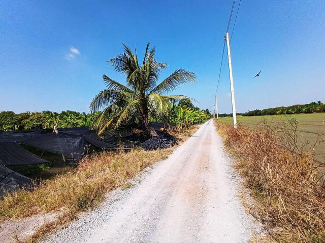 ขายด่วน!!!ที่ดินเขตคลองโยง ราคาถูก ติดถนน ติดคลองสาธารณะ ใกล้ชุมชนชน เนื้อที่ 1ไร่ อากาศดี เหมาะปลูกบ้านทำเกษตรพอเพียง