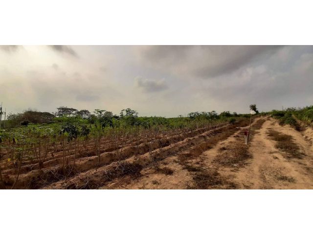 L1441 ขายที่ดินสวยทำเลดี 12 ไร่ นิคมพัฒนา ระยอง