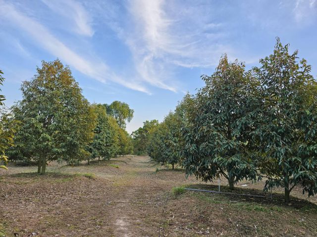 ขายสวนทุเรียน 4 ไร่ ใกล้สี่แยกหนองแหวน