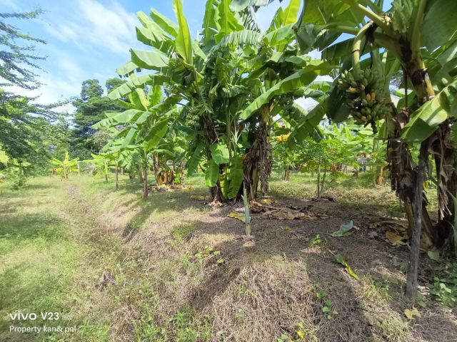 ขายที่ดินติดคลองบางระมาดสาย 2 เนื้อที่ 719.4 ตรว. พุทธมณฑลสาย 2 ซ.21  ถนนซอยกว้าง 6 เมตร เหมาะสำหรับสร้างที่พักอาศัยริมน