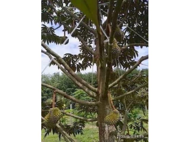 ขายสวนทุเรียน 8 ไร่ ซื้อแล้วคืนทุนไว มีผลผลิตแล้ว โฉนดครุฑแดงพร้อมบ้าน 2 หลัง น้ำไม่ท่วม ติดถนน 4 เลน