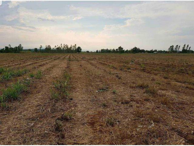 ขายด่วนที่ดินเปล่าโฉนด 2 แปลง 39-2-58 ไร่ ต.รางบัว อ.จอมบึง จ.ราชบุรี ขายยกแปลงไร่ละ 250,000.-