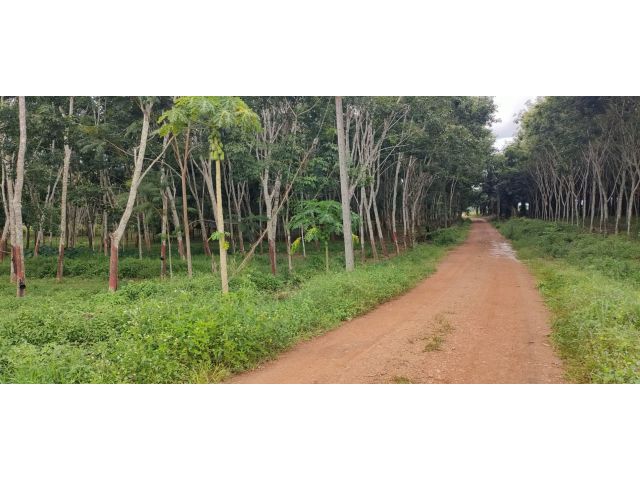 ขายที่ดิน นส.3 จำนวน 10 ไร่ – พร้อมสวนยาง รายได้ทันที!   หมู่ 10 ต.ท่ายาง อ.ทุ่งใหญ่ จ.นครศรีธรรมราช