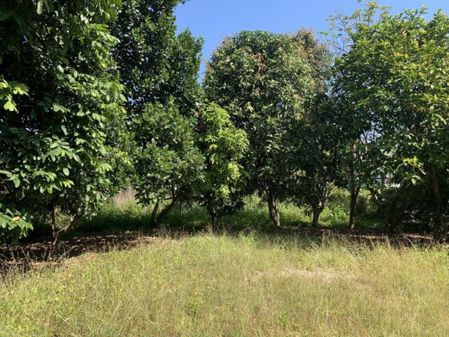 ขายที่ดินสันทราย ป่าเหมือด ใกล้ม.แม่โจ้ ไม่ใช่ที่จัดสรร