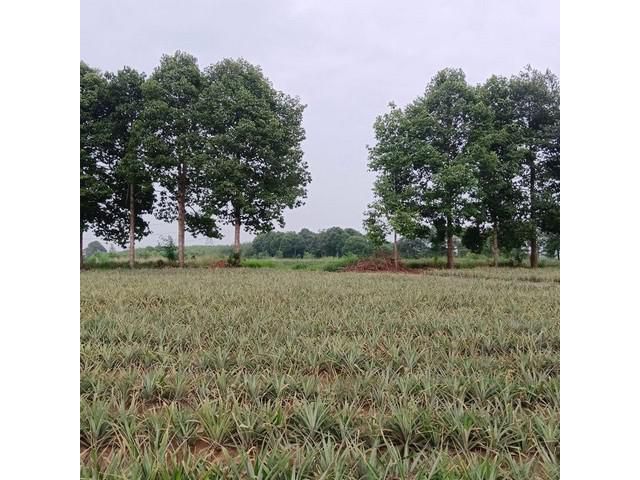 ขายที่ดินแปลงสวย ใกล้นิคมโรจนะบ่อวิน2 เขาคันทรง ศรีราชา ชลบุรี