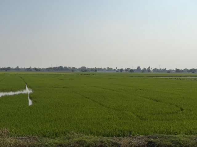 ขาย!! ที่ดินปลูกบ้านได้ มีไฟฟ้าน้ำประปา มีเพื่อนบ้าน แบ่งเป็นแปลงๆราคาถูกมาก