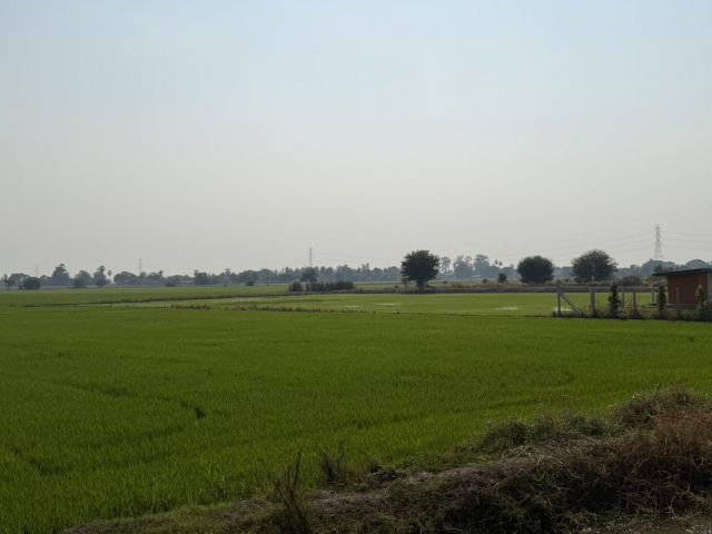 ขาย!! ที่ดินปลูกบ้านได้ มีไฟฟ้าน้ำประปา มีเพื่อนบ้าน แบ่งเป็นแปลงๆราคาถูกมาก