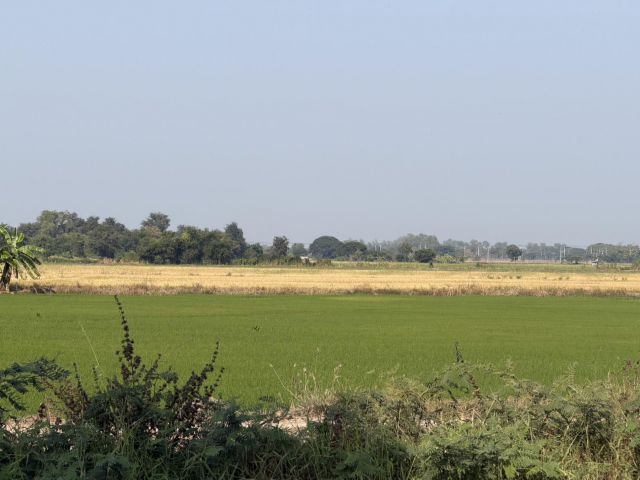 ขาย!! ที่ดินปลูกบ้านได้ มีไฟฟ้าน้ำประปา มีเพื่อนบ้าน แบ่งเป็นแปลงๆราคาถูกมาก