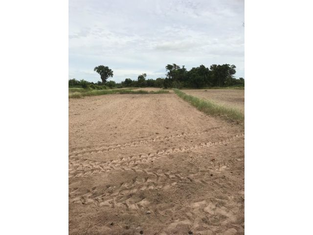 ขายที่ดิน 47 ไร่ อ.ลาดยาว จ.นครสวรรค์