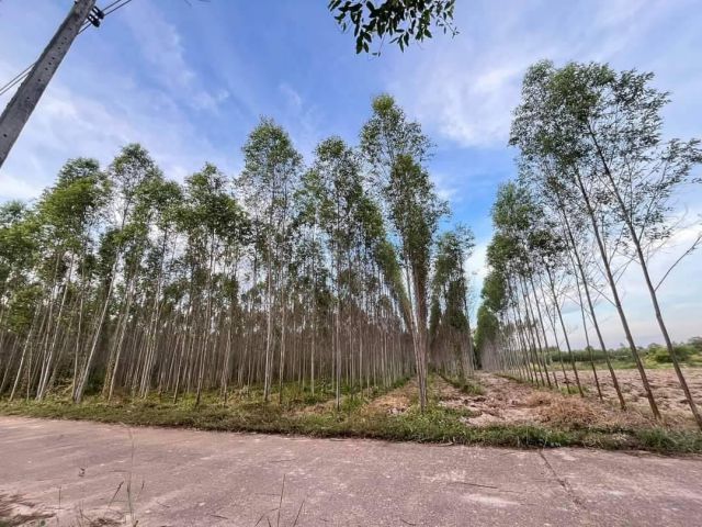 L1495 ขายที่ดิน 4 ไร่ กบินทร์บุรี ปราจีนบุรี