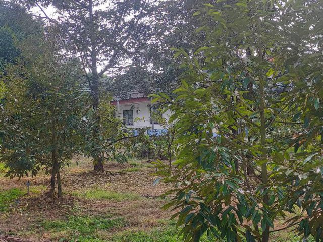 เสนอขายที่ดินสวนผลไม้ทุเรียนพร้อมบ้านพักอาศัย ติดคลองธรรมชาติ เนื้อที่ 5 ไร่กว่าๆ ตำบลพลวง อำเภอเขาคิชฌกูฏ จังหวัดจันทบุ