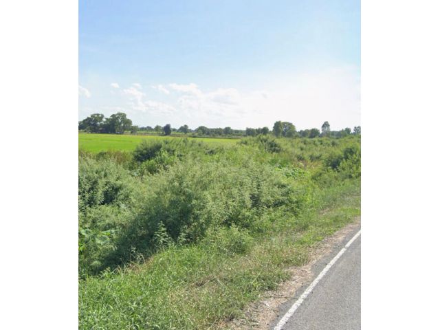 ขายที่ดิน295-ไร่ละ195000-ติดทางหลวง+คลองใหญ่ต.ไผ่กองดิน อ.บางปลาม้า จ.สุพรรฯเหมาะทำฟาร์มกุ้งปลาไก่/ปั้มน้ำมัน/สวนมะพร้าวปาล์มขายถูกสุดๆ