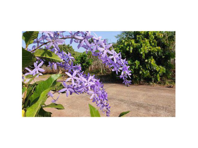 ขายที่ดิน 8 ไร่ เขาใหญ่ ใกล้สถานปฏิบัติธรรมบ้านวังกะทะ ต.วังกะทะ อ.ปากช่อง จ.นครราชสีมา