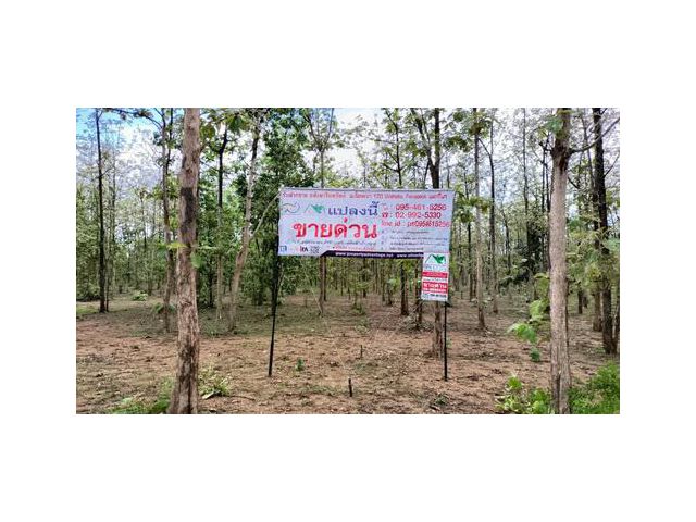 ที่ดินพร้อมสวนป่าสัก 8-2-21 ไร่ ต.ทุ่งยั้ง อ.ลับแล จ.อุตรดิตถ์