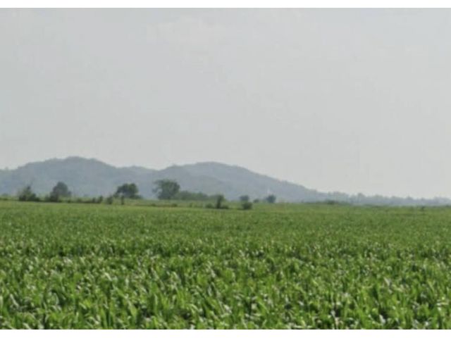 ขายที่ดิน 242 ไร่ๆละ 1200000บาท ต.วังไทร ปากช่อง