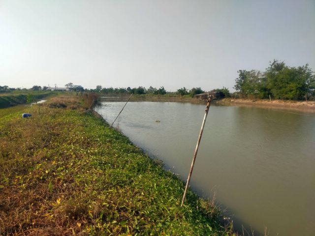 ให่เช่าบ่อเลี้ยงกุ้ง/ปลา 25ไร่ ไร่ละ5000-/ปี ต.บ้านกุ่ม อ.สองพี่น้อง จ.สุพรรฯค่านายหน้าไร่ละ1500เช่ายาวได้
