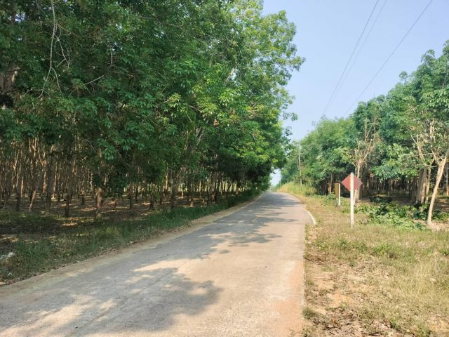 ขายที่ดินพร้อมสวนยางเนื้อที่ 9 ไร่ 74 ตารางวา  หน้ากว้างติดถนนลาดยางและคอนกรีต 100 เมตร น้ำไฟพร้อม  ใกล้แหล่งชุมชน