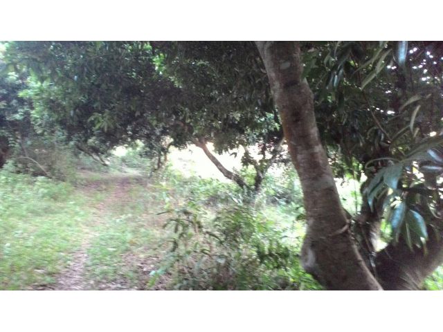 ขายที่ดิน 13 ไร่ พร้อมสวนลิ้นจี่ 100 ต้น ใกล้ทะเลสาบเชียงแสน อ.เชียงแสน จ.เชียงราย