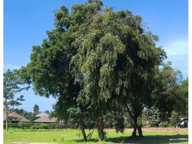 ขายที่ดินตำบลน้ำแพร่หางดงแบ่งขายหลายแปลงพร้อมโอน