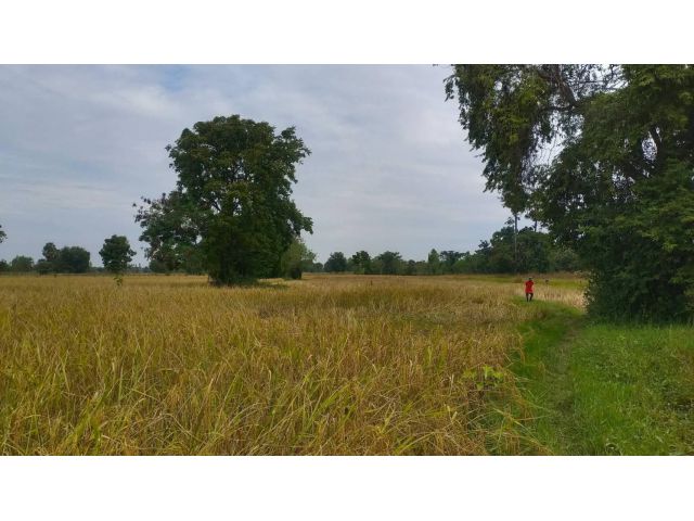 ที่ดิน ตำบลบ้านเป็ด อำเภอเมือง ขอนแก่น