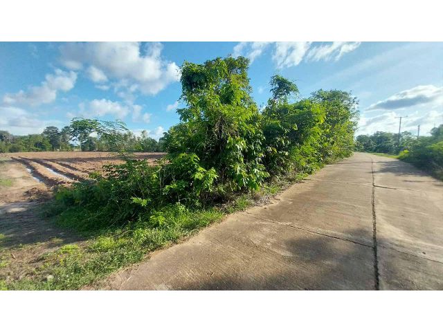 ขายที่ดิน 5ไร่ - 10ไร่ ทำเลดี มีน้ำมีไฟ อยู่ในชุมชน อยู่ใกล้ตัวเมืองชานุมาน ใกล้แม่น้ำโขง