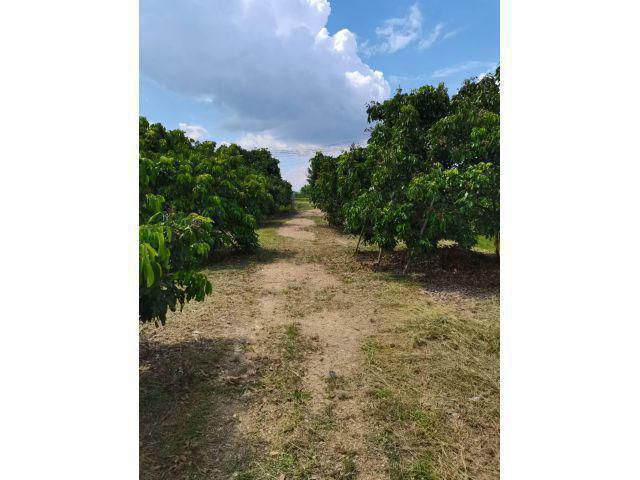 ขายที่ดินแปลงสวยรูปสี่เหลี่ยม1ไร่3งาน ติดถนทำเลดีมาก ใกล้ รพ.สันกำแพง​ ใกล้ถนนสาย1317 ตั้งอยู่ ต.บวกค้าง​ อ.สันกำแพง