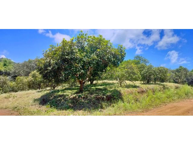 ขายที่ดินสวย จังหวัดเลย 150 ไร่ ราคาเบาๆ พร้อมรายได้ทุกปี