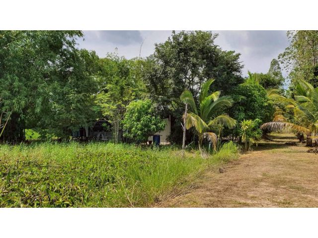 ขายบ้านสวนเนื้อที่3ไร่ อ.บ้านฝาง ต.ขอนแก่น