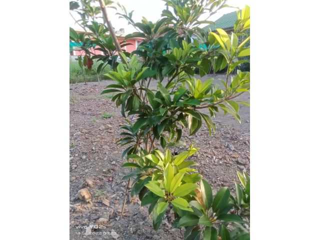 ที่ดินติดถนนราคาถูก ซอยสังฆสันติสุข 24 เขตหนองจอก (49 ตรว.)