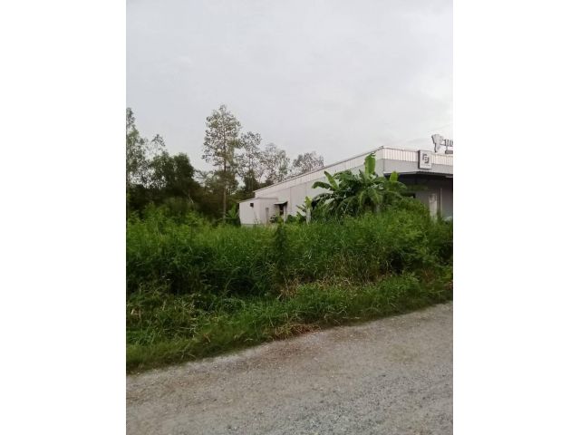 ขายที่ดินราคาถูก ติดถนน ซอยสุวินทวงศ์ 51 หนองจอก กทม. (105 ตรว.)