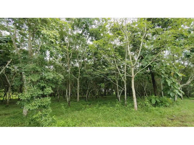 ที่แปลงใหญ่ โฉนด101ไร่1งาน เนินสวยติดถนนลาดยางริมโขงเหมาะกับธุรกิจมาก