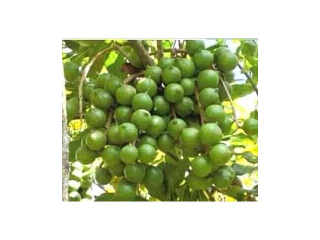 ขายสวนมะคาเดเมียพร้อมบ้านสวนวิวเขา บรรยากาศดี จังหวัดเลย