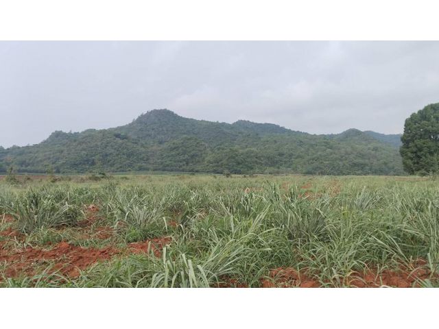 ขายที่ดินเขาใหญ่ ต.หมูสี เนื้อที่ 43 ไรเศษ วิวภูเขาสวยๆ