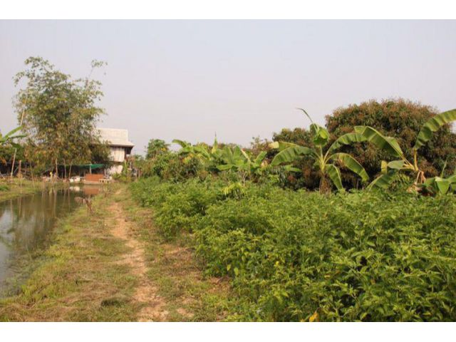 ขายบ้านพร้อมสวนลำไย 4 ไร่ อ.เมืองลำพูน จ.ลำพูน