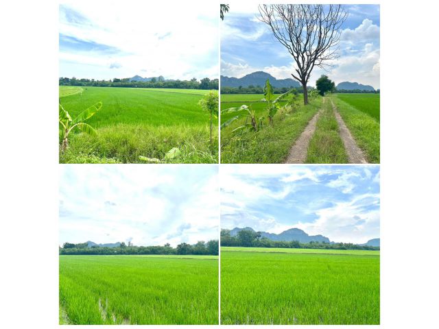 ขายที่ดินโฉนดเหมาะทำสวน 4ไร่ 3งาน 250,000 ติดคลองน้ำ ติดวิวเขา ปากท่อ ราชบุรี