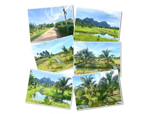 ขายสวนมะพร้าวน้ำหอม เกือบ 16ไร่ 350,000 ตกผลผลิตเเล้ว ติดถนน ติดคลองน้ำ น้ำไฟผ่าน เขตชุมชน วิวเขาชัด ปากท่อ ราชบุรี