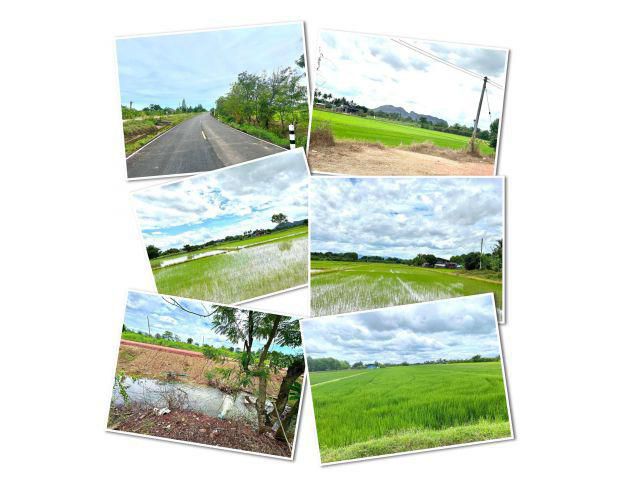 ขายที่ดิน 4ไร่กว่า ติดถนน ติดคลองชล น้ำไฟพร้อม เขตชุมชน วิวเขาสวย ปากท่อ ราชบุรี