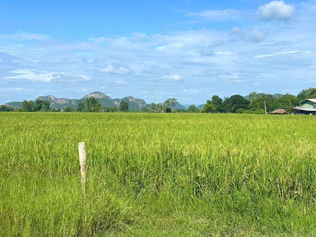 ที่ดินเเปลงเล็ก เหมาะปลูกบ้าน 250,000 วิวสวย ใกล้ถนนเพชรเกษม 500 เมตร ปากท่อ ราชบุรี