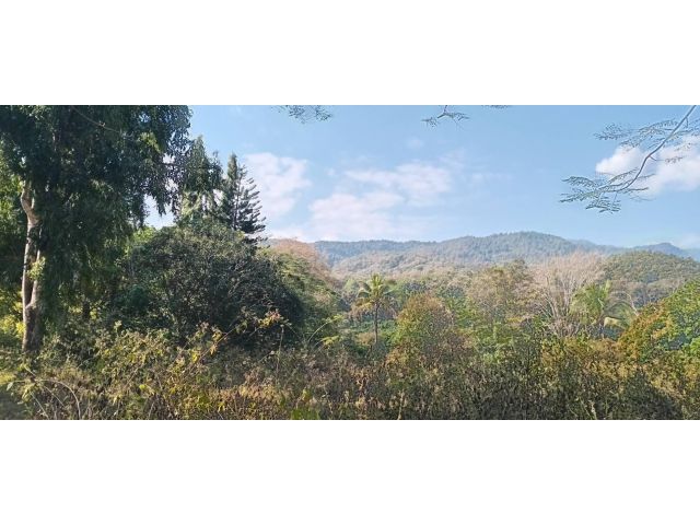 ขายที่ดินแม่ริมใกล้ม่อนแจ่มทำเลดีติดถนนน้ำไฟถึง แปลงสวย โฉนดพร้อมโอน ขายถูกไร่ละ 1.2 ล้านเท่านั้นโอนฟรี เดินทางสะดวก