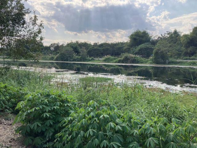 ขาย ที่ดินริมแม่น้ำจาง เหนือเขื่อนสบทะ แม่ทะลำปาง