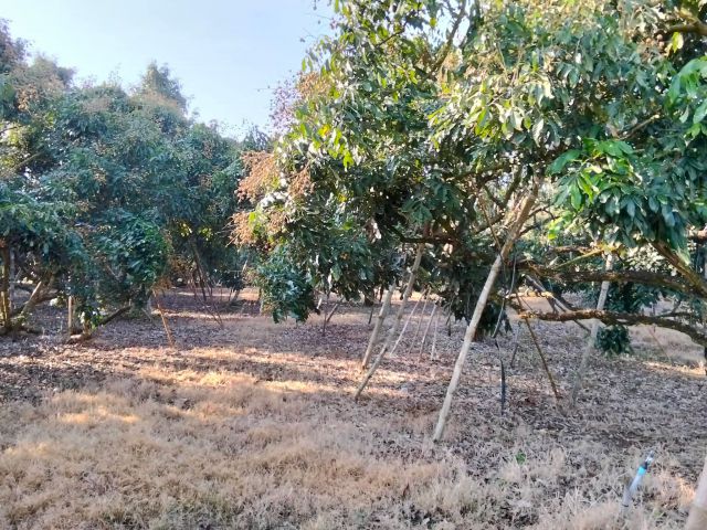 ขายที่ดิน สวนลำไย 10 ไร่ 3 งาน