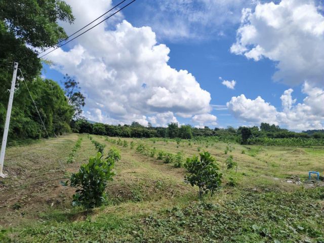 ขายที่ดิน 11 ไร่