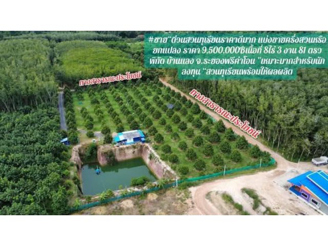 ขายสวนทุเรียนอายู4ปีต.บ้านแลงจ.ระยองเนื้อที่8ไร่3งาน81ตรว.ขายยกแปลงราคา9.500.000ลบ.